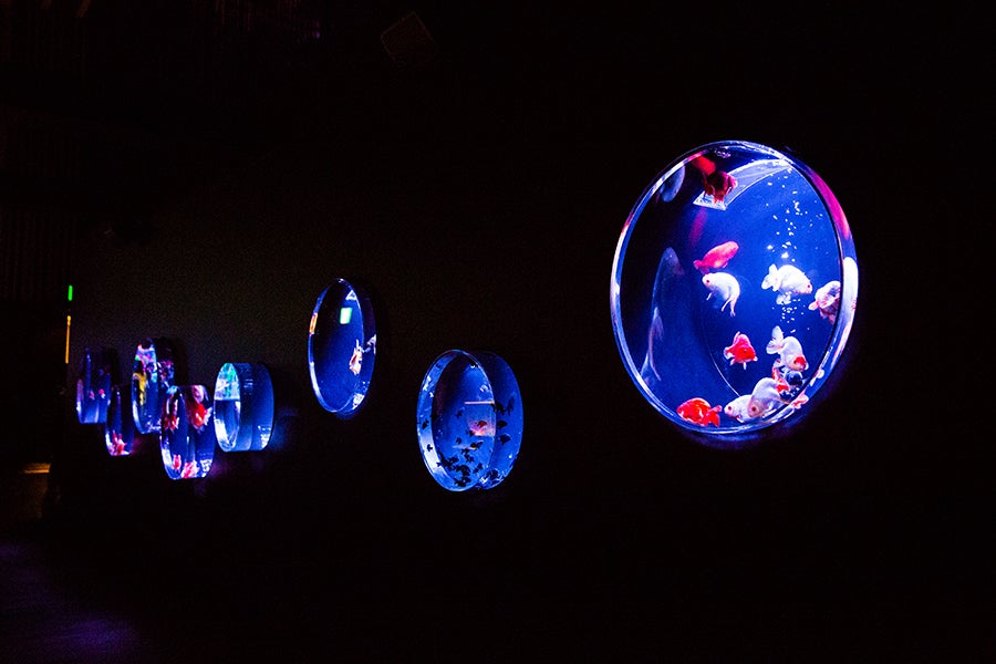 日本橋ナイトアクアリウム13