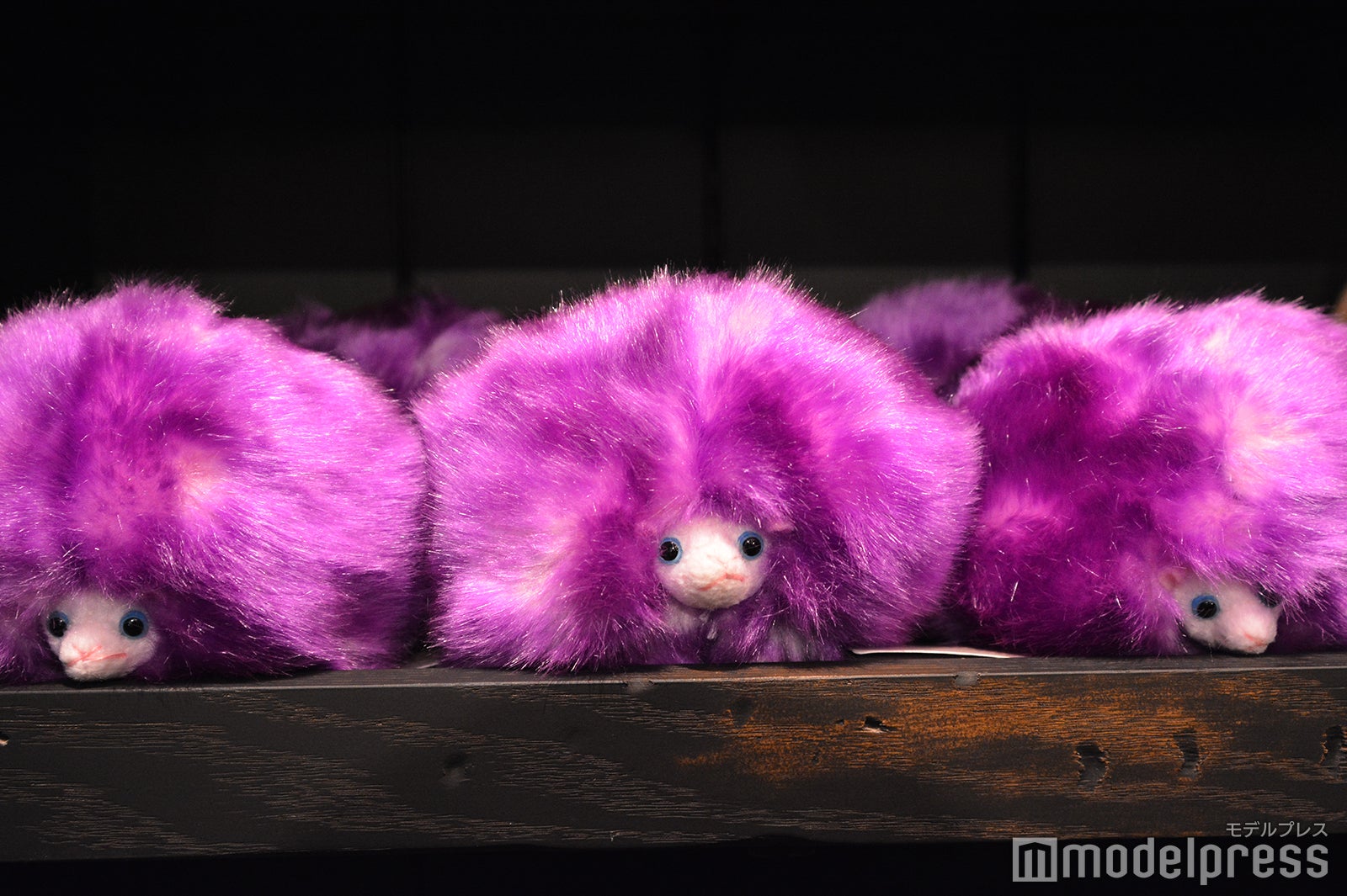 ピグミーパフ（C）モデルプレス