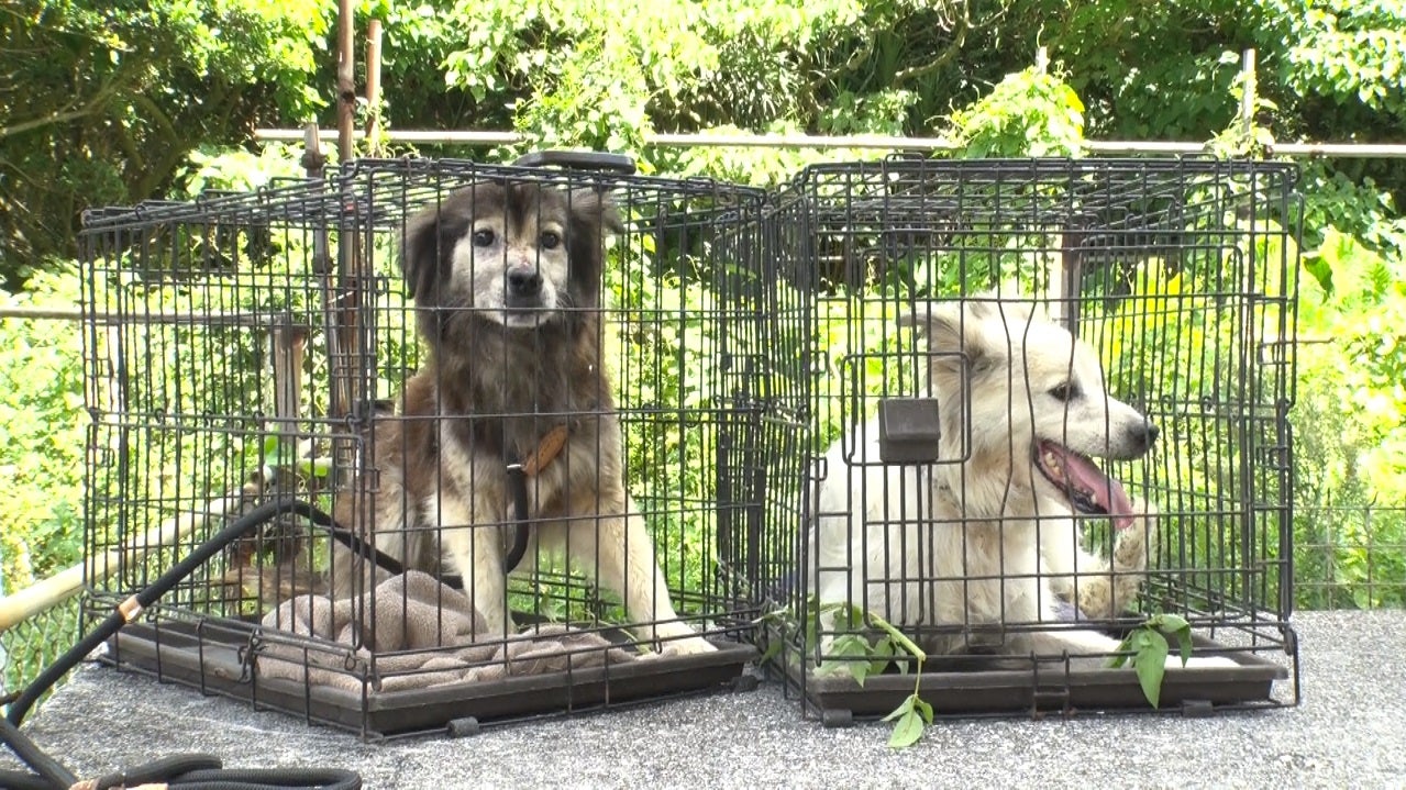 「嗚呼！！みんなの動物園」より（C）日本テレビ