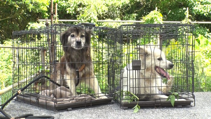 「嗚呼!!みんなの動物園」より(C)日本テレビ