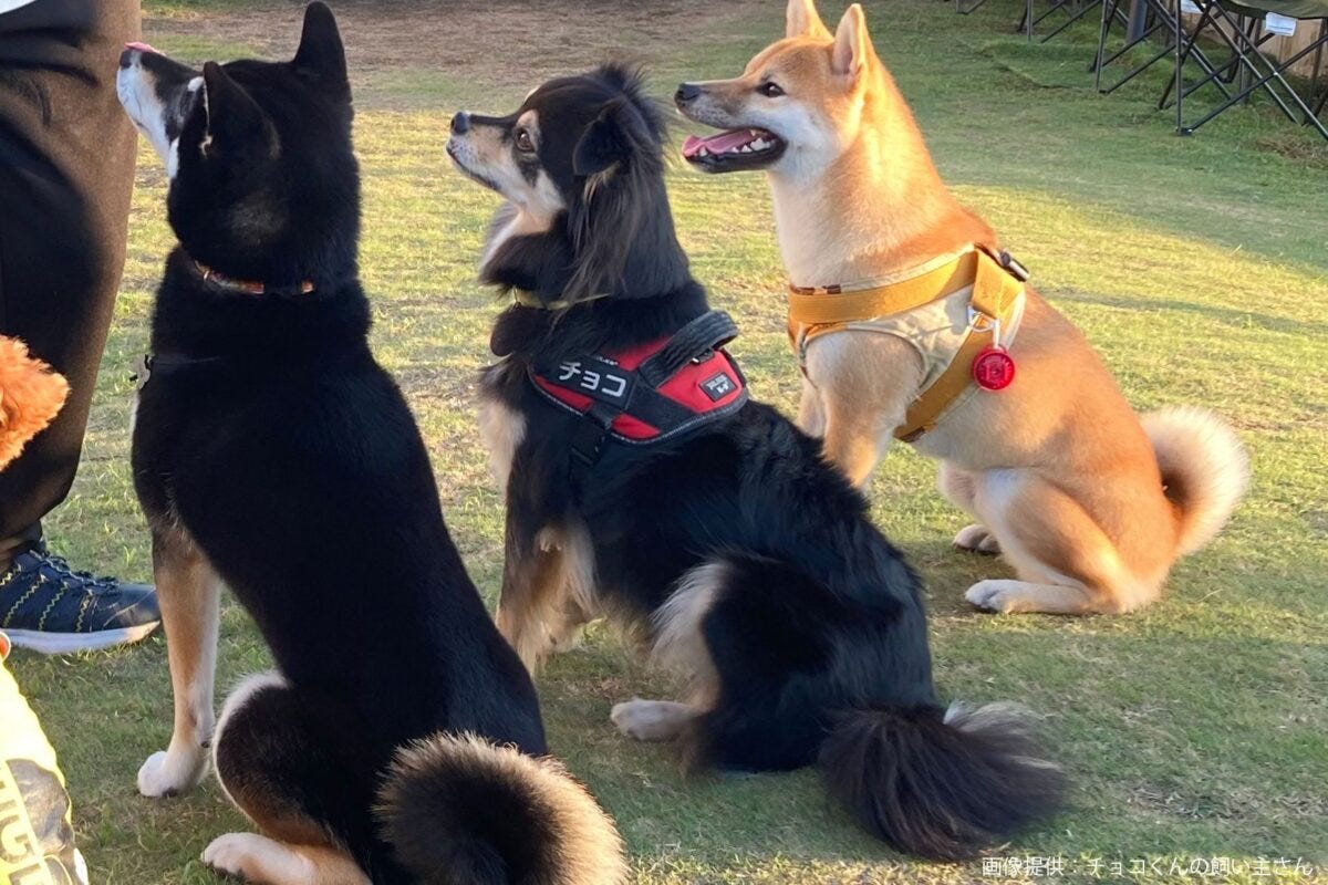 柴犬とチョコくん