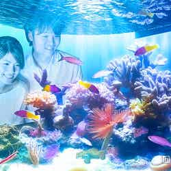 今秋大阪に誕生する「NIFREL(ニフレル)」/「いろにふれる」イメージ/画像提供:海遊館【モデルプレス】