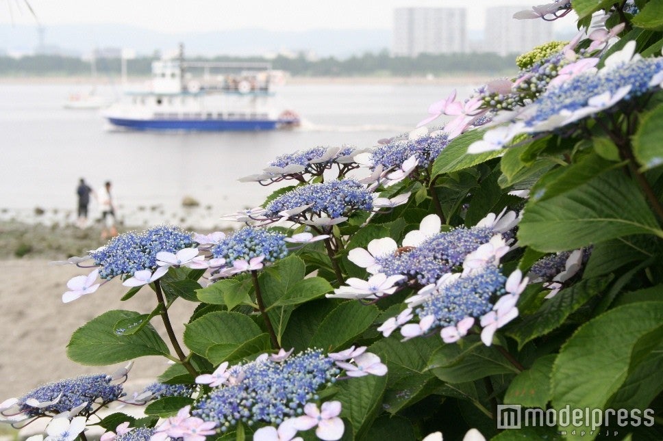 6月にはあじさい園が見頃を迎える／画像提供：横浜八景島