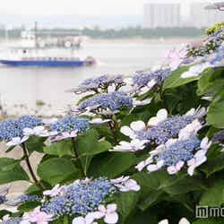6月にはあじさい園が見頃を迎える／画像提供：横浜八景島