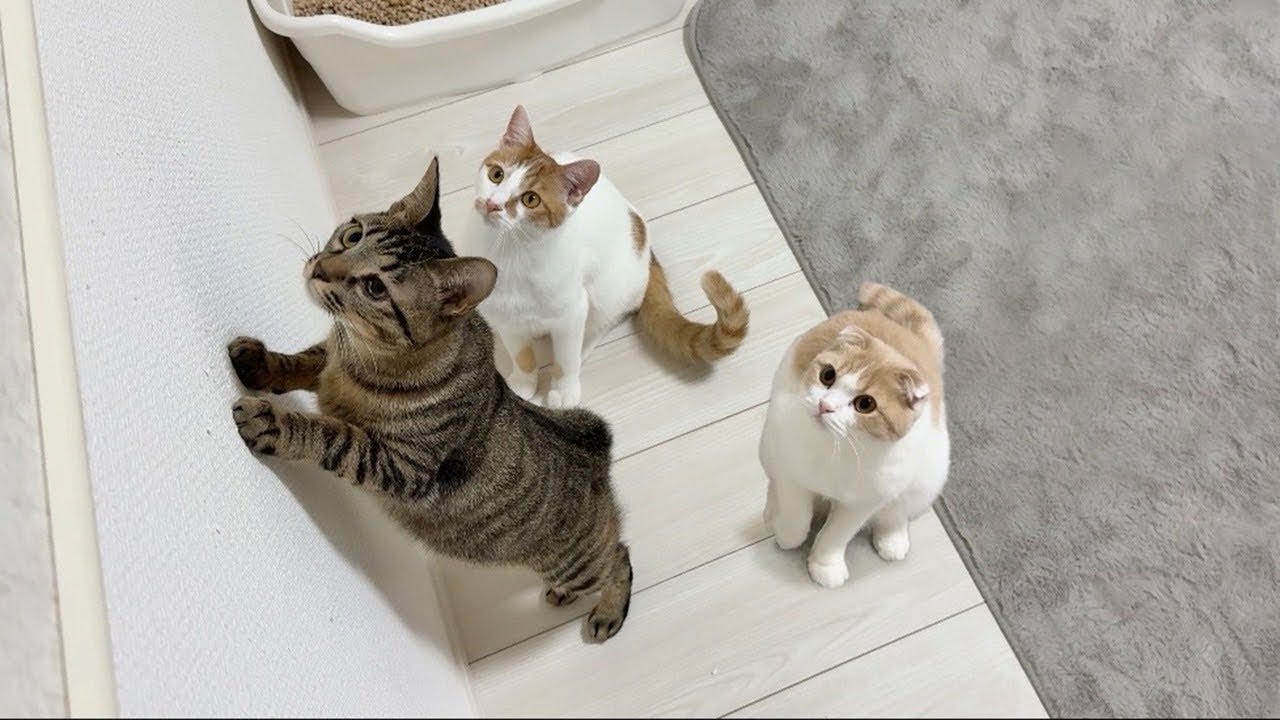 【もちまる日記】野良猫たちの喧嘩が刺激的すぎた！？一方、ボス猫もちは・・・
