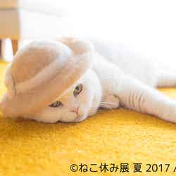 過去最大「ねこ休み展」東京＆新潟で SNSを賑わす“スター猫”の350作品展示／画像提供：BACON