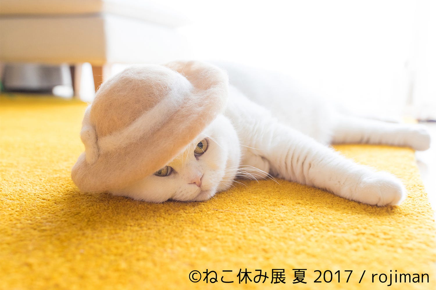 過去最大「ねこ休み展」東京&新潟で SNSを賑わす“スター猫”や“抜け毛帽子”など350作品展示
