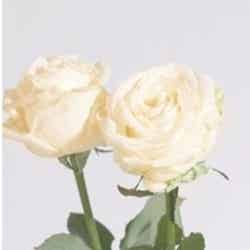 White Rose ／画像提供：Flora Notis JILL STUART
