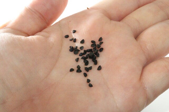 ダイソー　栽培セット