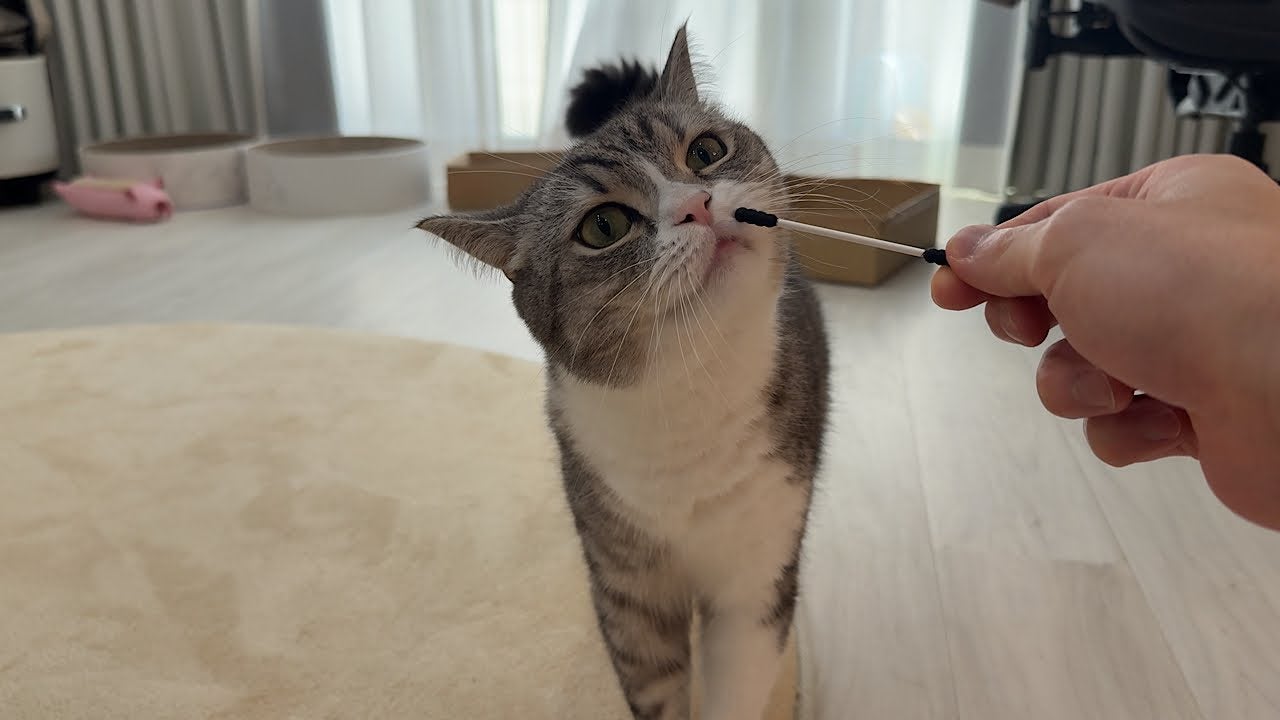 綿棒に大興奮？綿棒が好きすぎる猫が可愛すぎる！