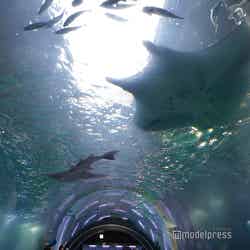 品川プリンスホテル(C)モデルプレス