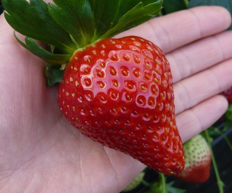 チーバベリー／画像提供：株式会社 横浜赤レンガ