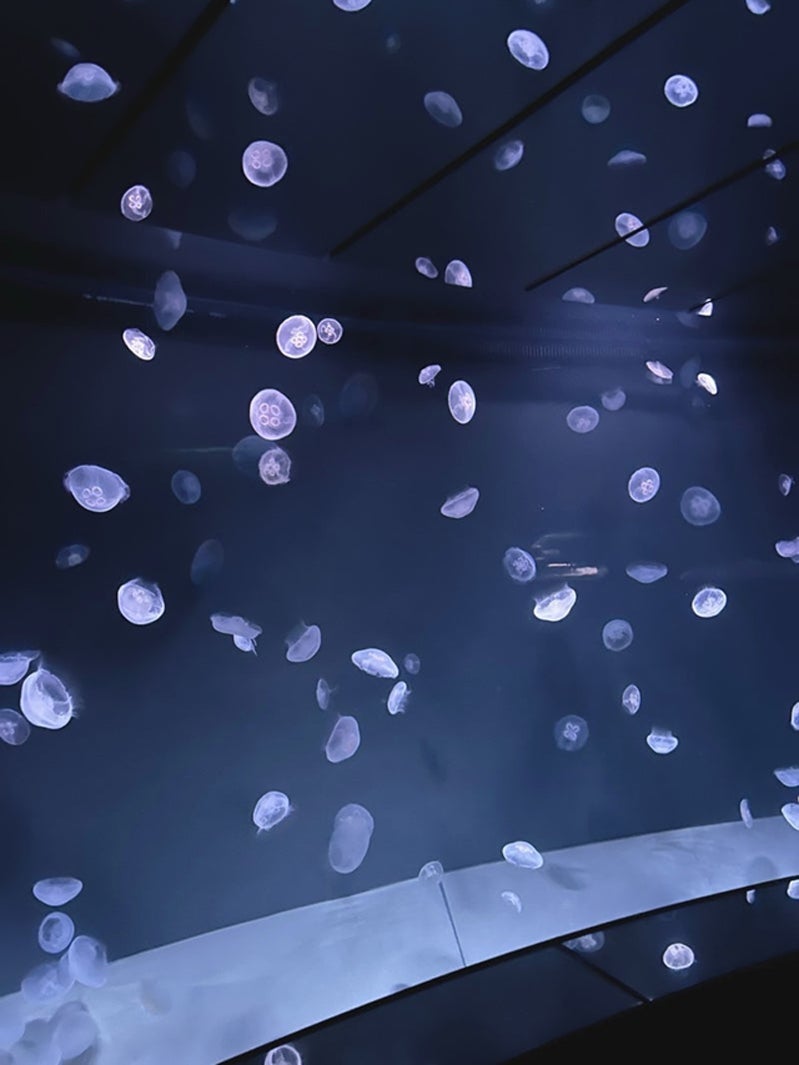 安めぐみオフィシャルブログより