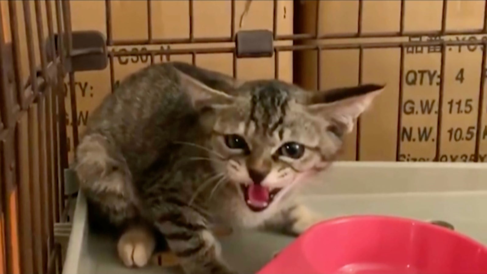 シャー猫 （C）TBS