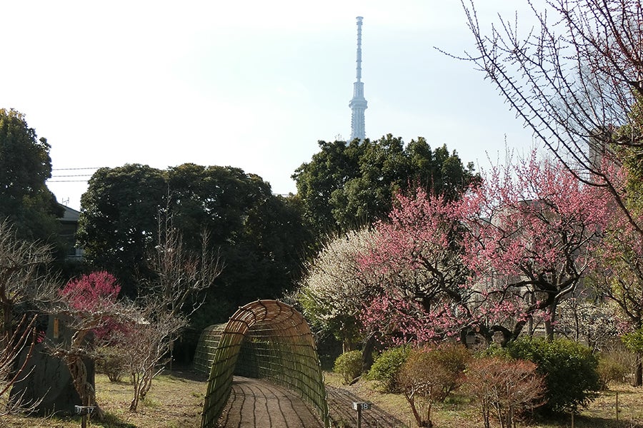 向島百花園