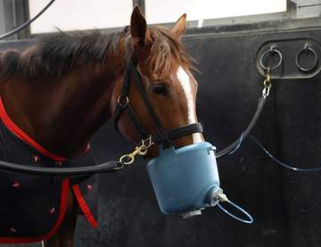 【桜花賞】フェスティバルヒル 骨折明けも変らぬ豪脚 四位師もポテンシャル評価「世代上位の素質ある」