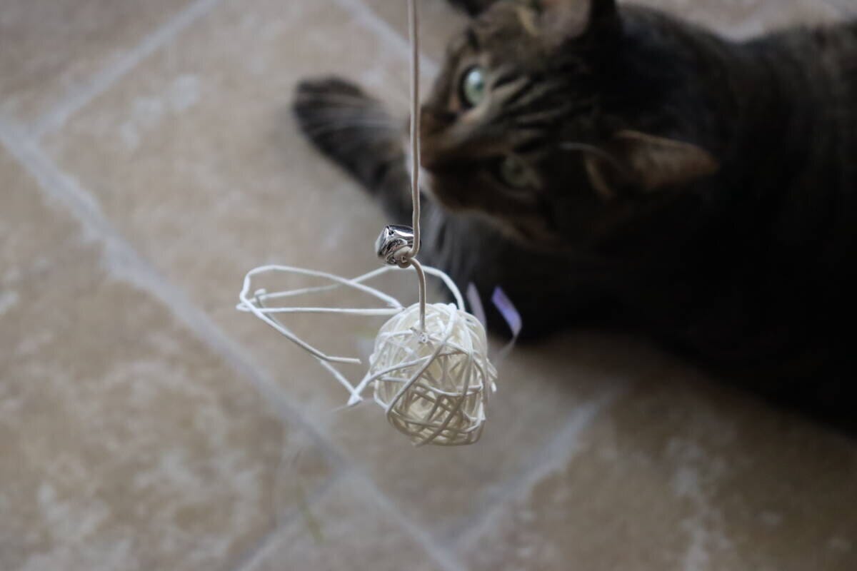 茶トラ猫が床に伏せ、目の前にある猫用おもちゃをじっと見つめている 茶トラ猫が床に伏せ、目の前にある猫用おもちゃをじっと見つめている