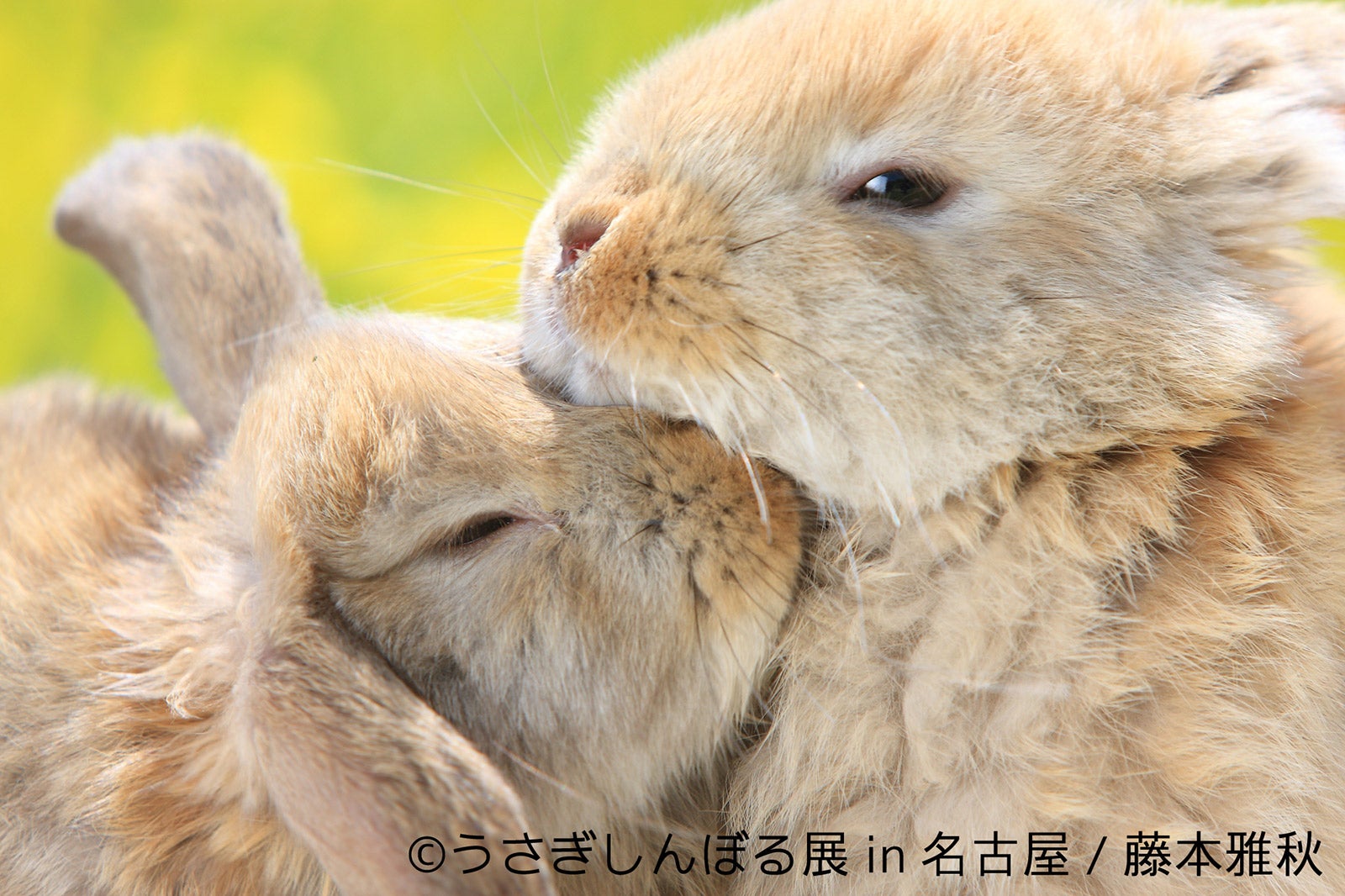 「うさぎしんぼる展 in 名古屋」／画像提供：株式会社BACON