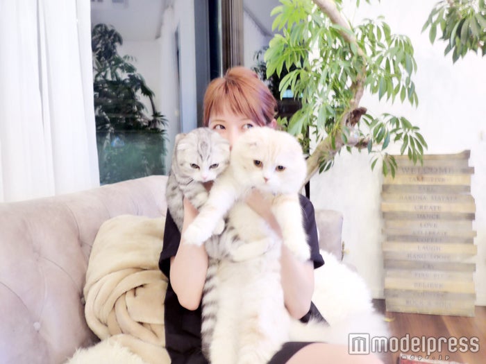 美女とペット くみっきーの 王子様級 美猫 スコティッシュフォールド ロワ アム モデルプレス 美女とペット くみっきーの 王子様級 美猫 スコティッシュフォールド ロワ アム モデルプレス