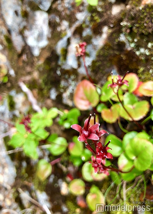 色とりどりの高山植物が咲き誇る（C）モデルプレス