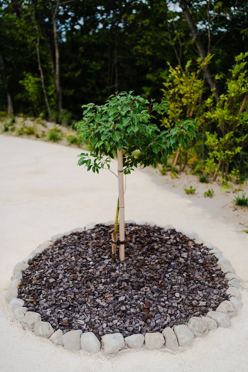 どんどこ森（C）Studio Ghibli