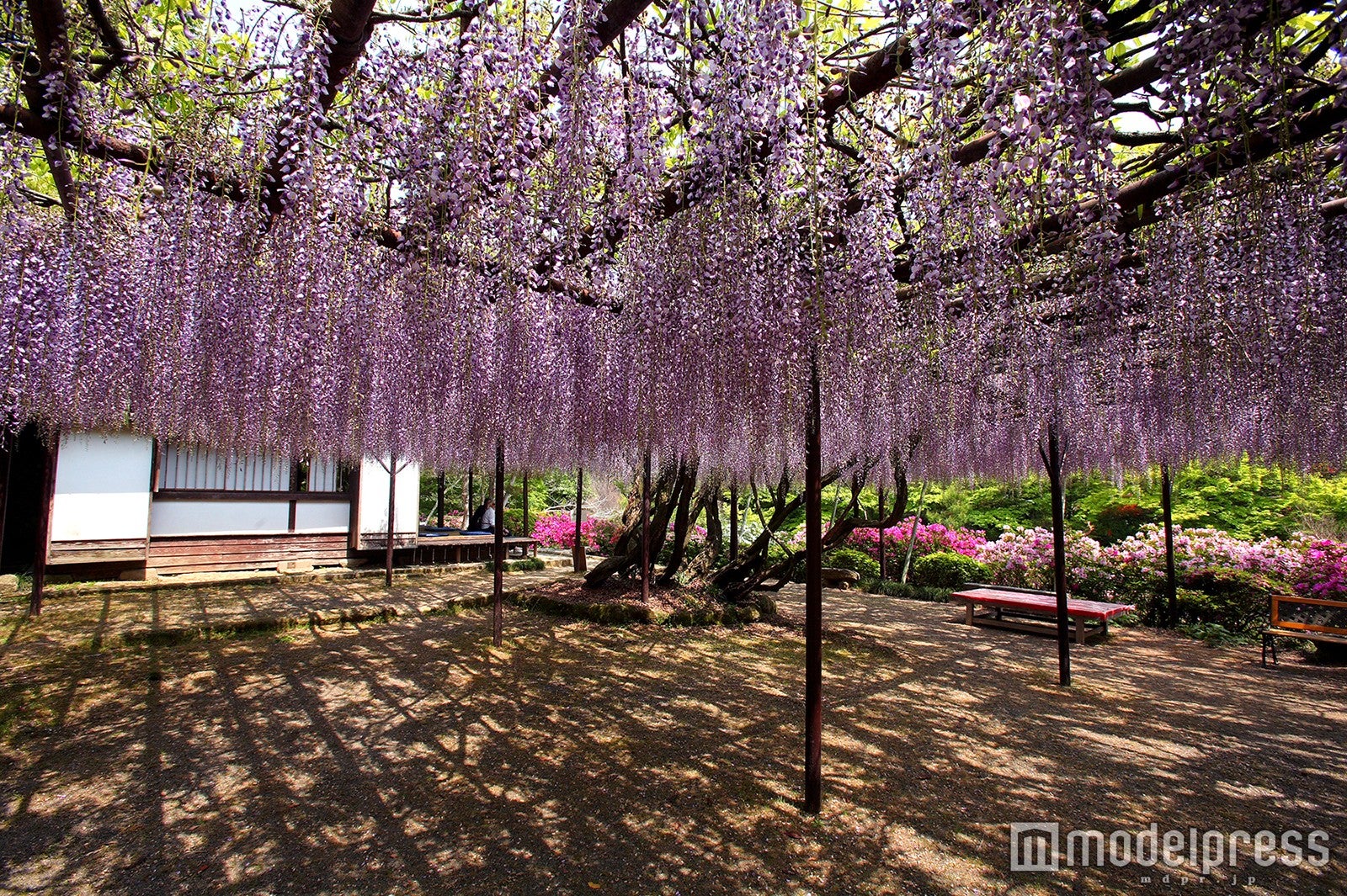 日中の野田藤／御船山観光ホテル