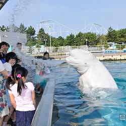 海の動物たちからの豪快な水かけを体験出来る「スプラッシュタイム」/画像提供:横浜八景島【モデルプレス】