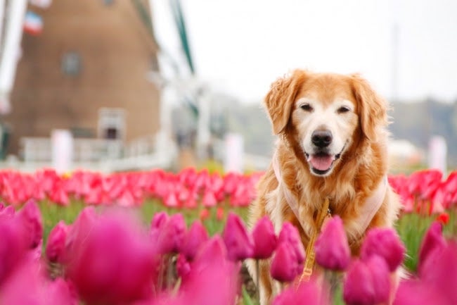天空のチューリップ祭り／画像提供：富士急行