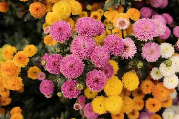 縁起のいいお花を集めました 和 洋まで飾るだけで幸せになれそうな花々をご紹介 モデルプレス