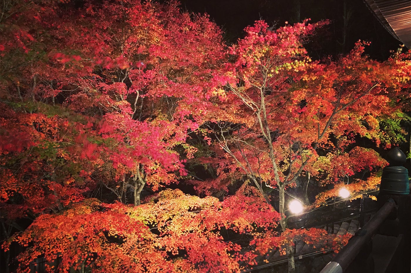秋の紅葉ライトアップ／画像提供：西国三十三所札所会