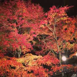 秋の紅葉ライトアップ/画像提供:西国三十三所札所会