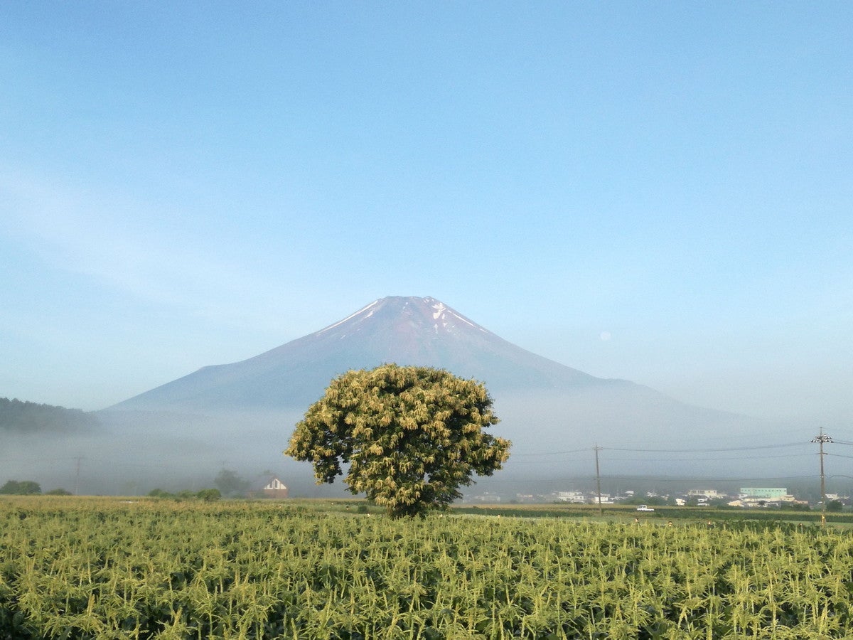 忍野村内野田園地帯／写真提供：忍野村観光協会