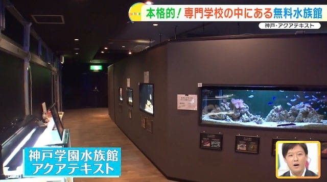 【兵庫】大人も子どもも無料で楽しめる！学校内にある「穴場の水族館」