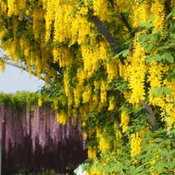 ふじのはな物語/画像提供:足利フラワーリゾート