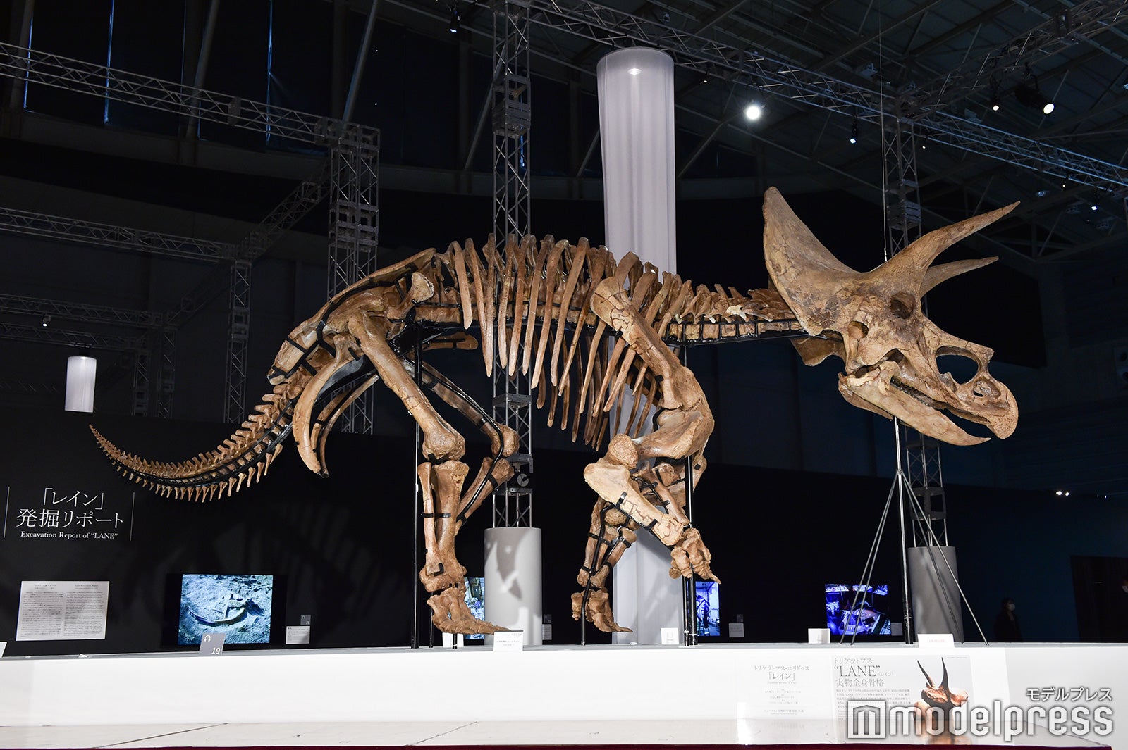 恐竜の化石（C）モデルプレス