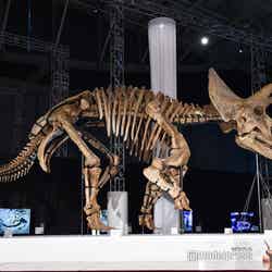 恐竜の化石（C）モデルプレス