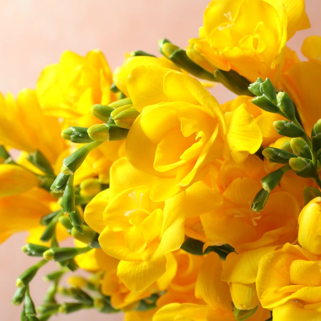 黄色い花には素敵な花言葉がたくさん ポジティブな意味をもつ植物まとめました モデルプレス 黄色い花には素敵な花言葉がたくさん ポジティブな意味をもつ植物まとめました モデルプレス