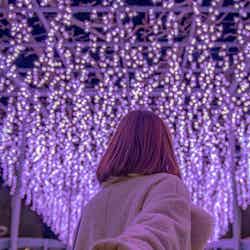 光の花の庭~Flower Fantasy(提供写真)