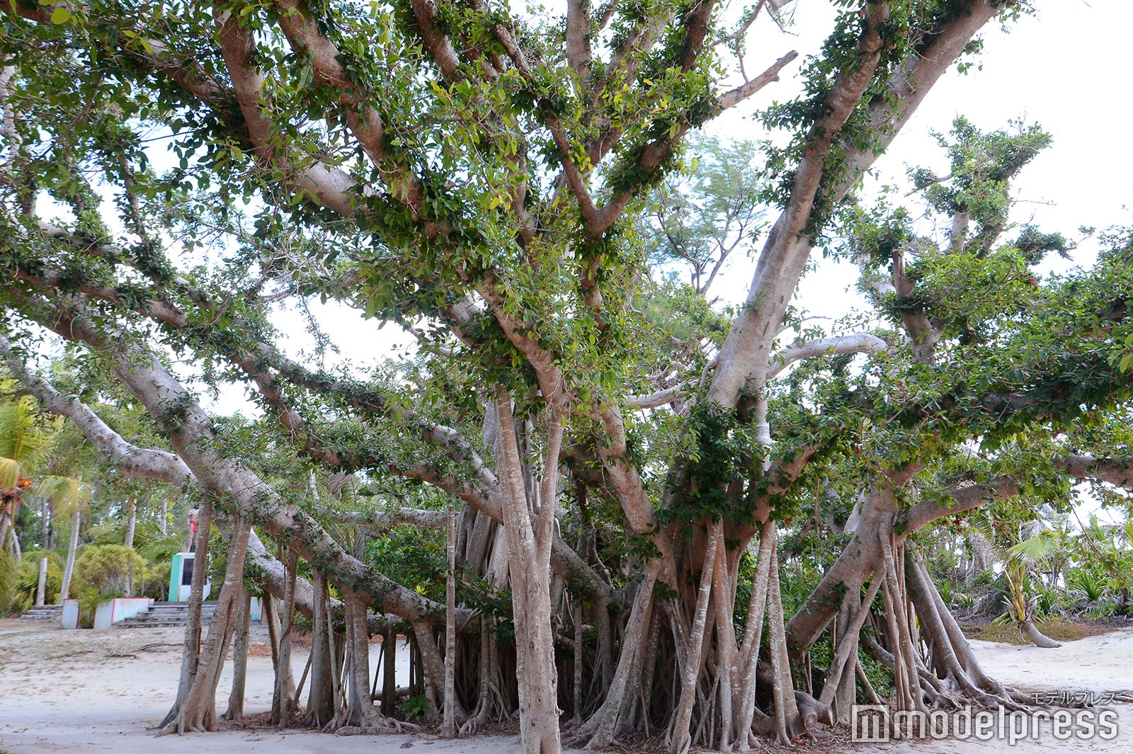 マニャガハ島（C）モデルプレス