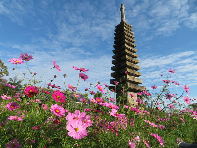 一面に広がるコスモスに感動…！奈良のお寺で見つけた「期間限定の絶景」