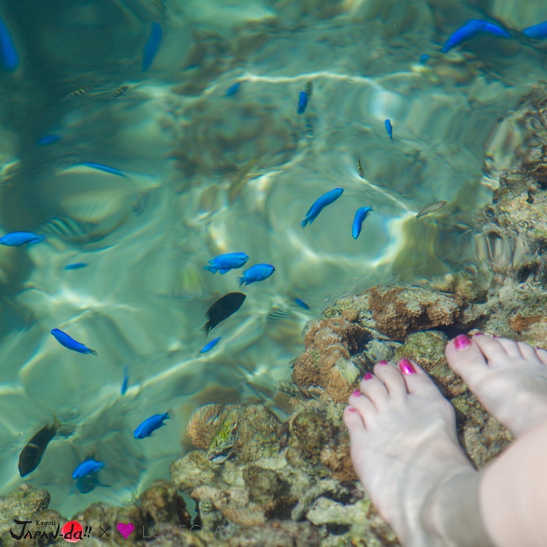 熱帯魚（写真提供：MBS）