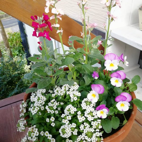 初心者も な秋の寄せ植え特集 今の季節に人気の植物で玄関やベランダを素敵に モデルプレス 初心者も な秋の寄せ植え特集 今の季節に人気の植物で玄関やベランダを素敵に モデルプレス