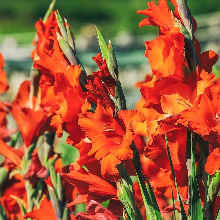 勝利 の花言葉を持つ花12選 頑張っている人へのプレゼントにもぴったり モデルプレス 勝利 の花言葉を持つ花12選 頑張っている人へのプレゼントにもぴったり モデルプレス