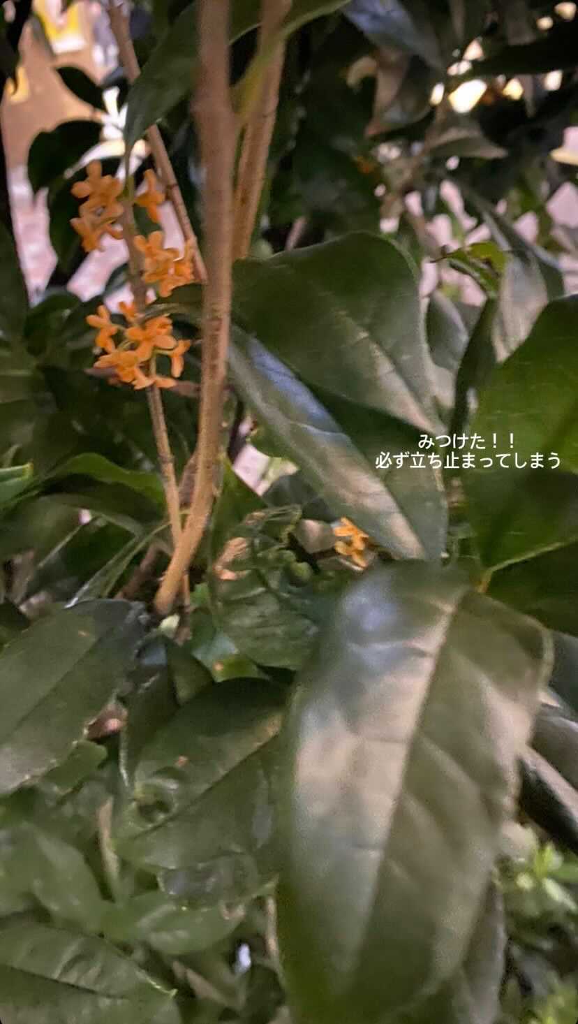 梅澤美波Instagramストーリーズより