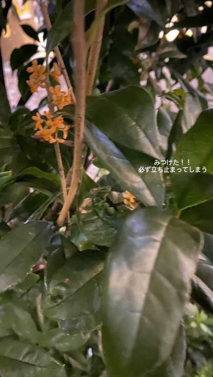 梅澤美波Instagramストーリーズより