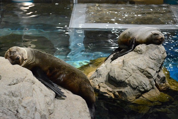 京都水族館 夜のすいぞくかん 幻想的な雰囲気と夜のいきものの姿を観察 女子旅プレス