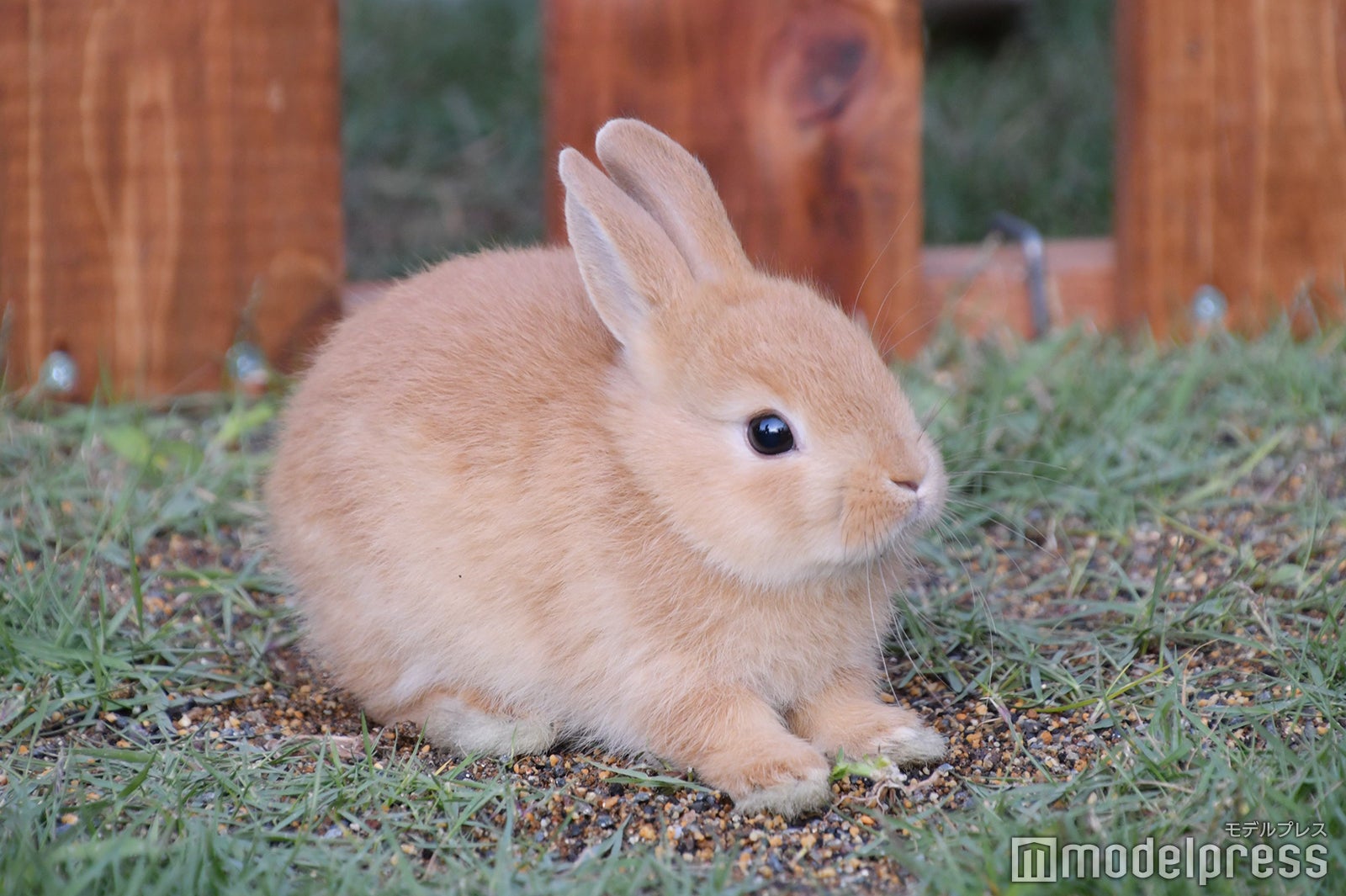千葉と戯れたウサギ （C）モデルプレス