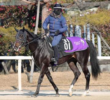 エムズビギン ゴンサルベスとの新コンビでダービーへ 友道師「1回使って体が締まって良くなっている」