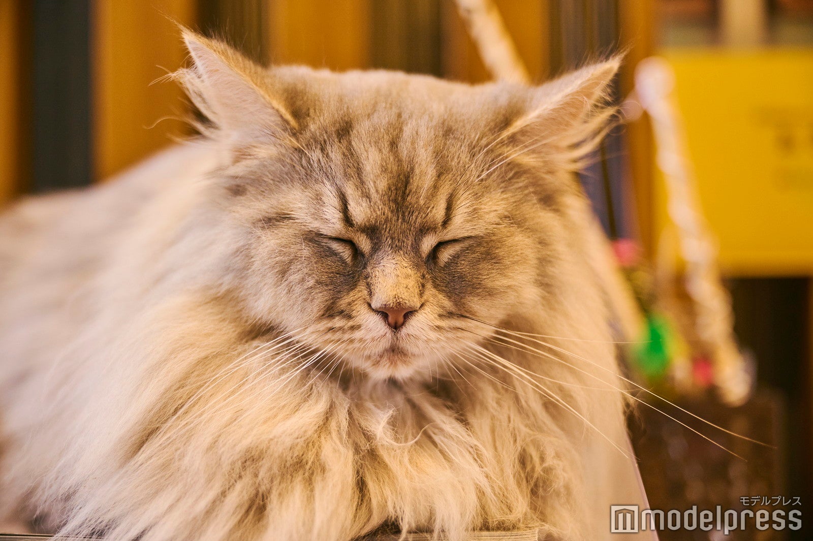 猫ちゃんもかわいい（C）モデルプレス