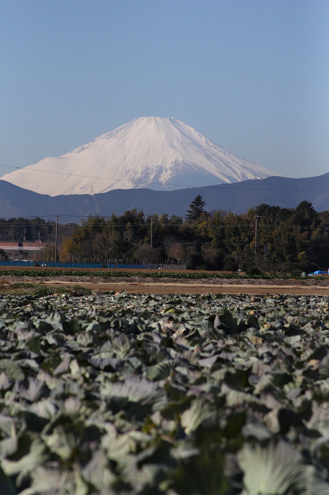 綾瀬市／富士山／画像提供：綾瀬市